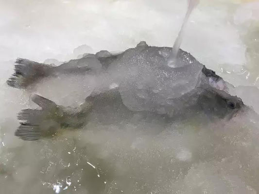 Máquina para hacer hielo en lodos 3T/24H Máquina para hacer hielo para mariscos
